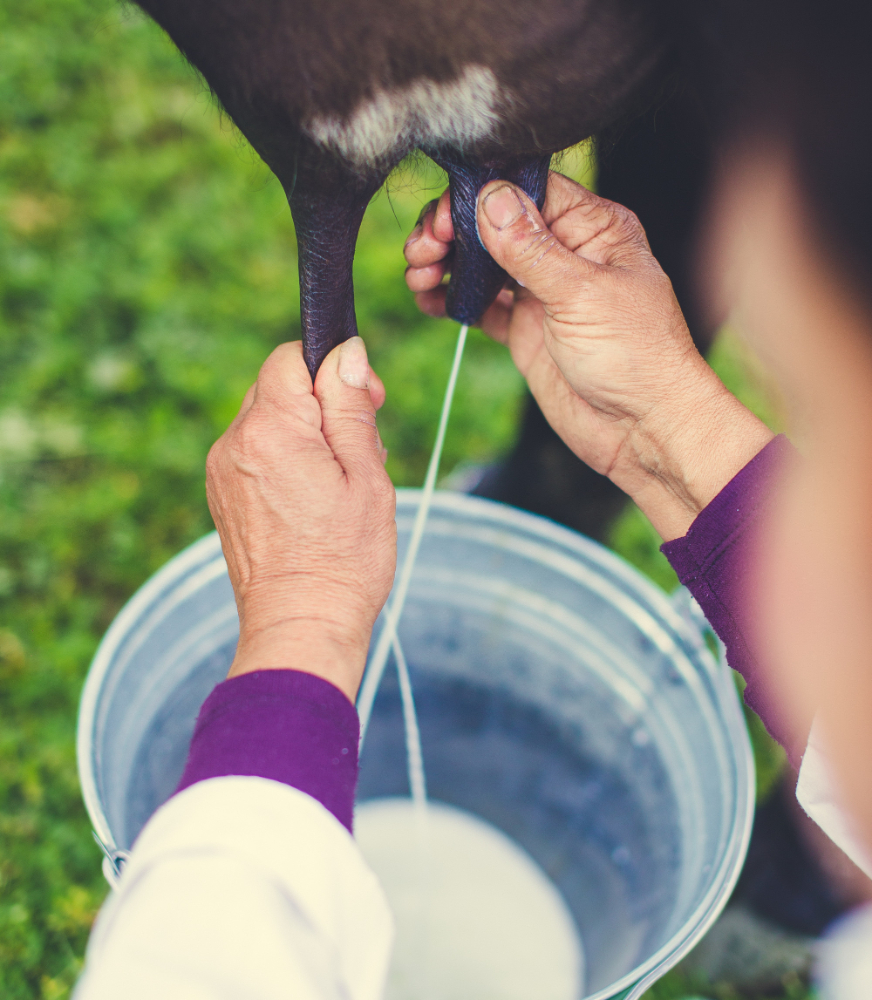 historia de la producción de leche fresca y productos lácteos
